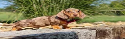 Miniature Dachshund dogs for sale: Buddy - Ad 7