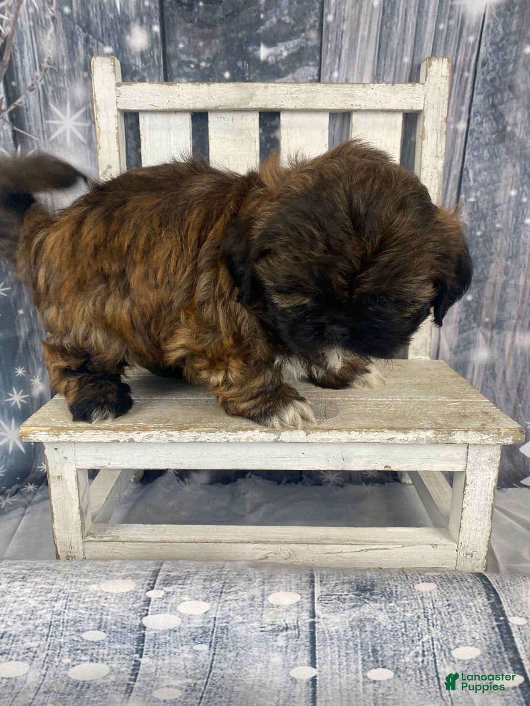 Shih Tzu dogs for sale: Buttons - Ad 9