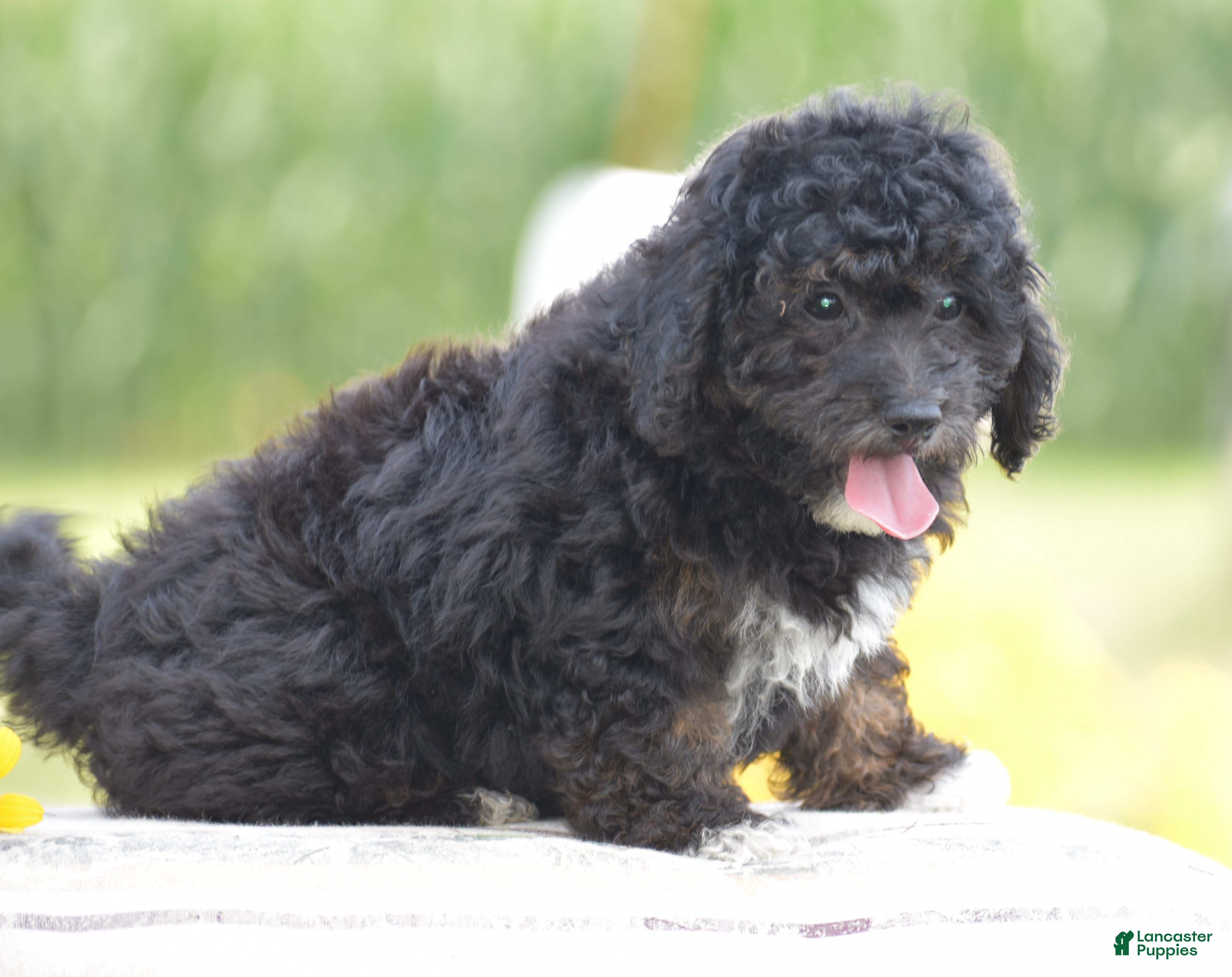 Yorkiepoo dogs Chalmers - Ad 2