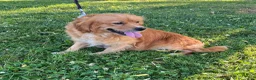 Mixed Breed dogs for sale: Royal - Ad 9