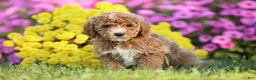 Mini Goldendoodle dogs for sale: Arnold - Ad 1