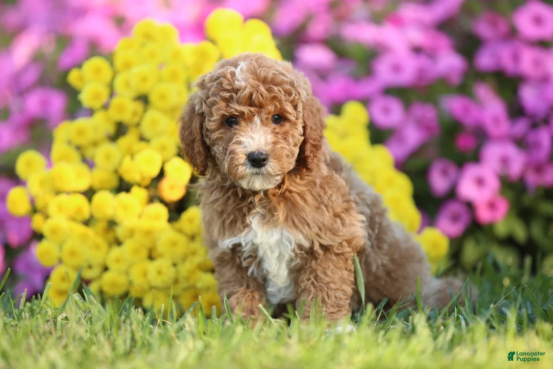 Mini Goldendoodle dogs for sale: Arnold - Ad 1