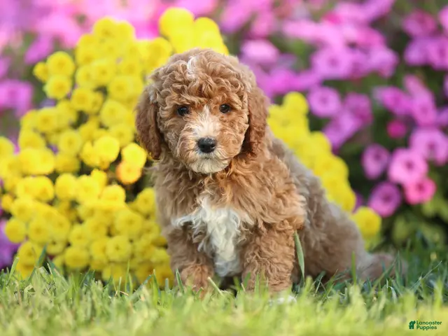 Mini Goldendoodle dogs for sale: Arnold - Ad 16