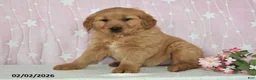 Golden Retriever dogs for sale: Willow - Ad 3