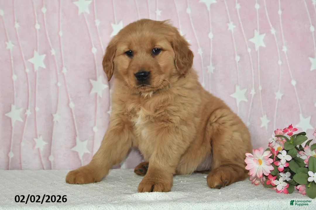 Golden Retriever dogs for sale: Willow - Ad 3