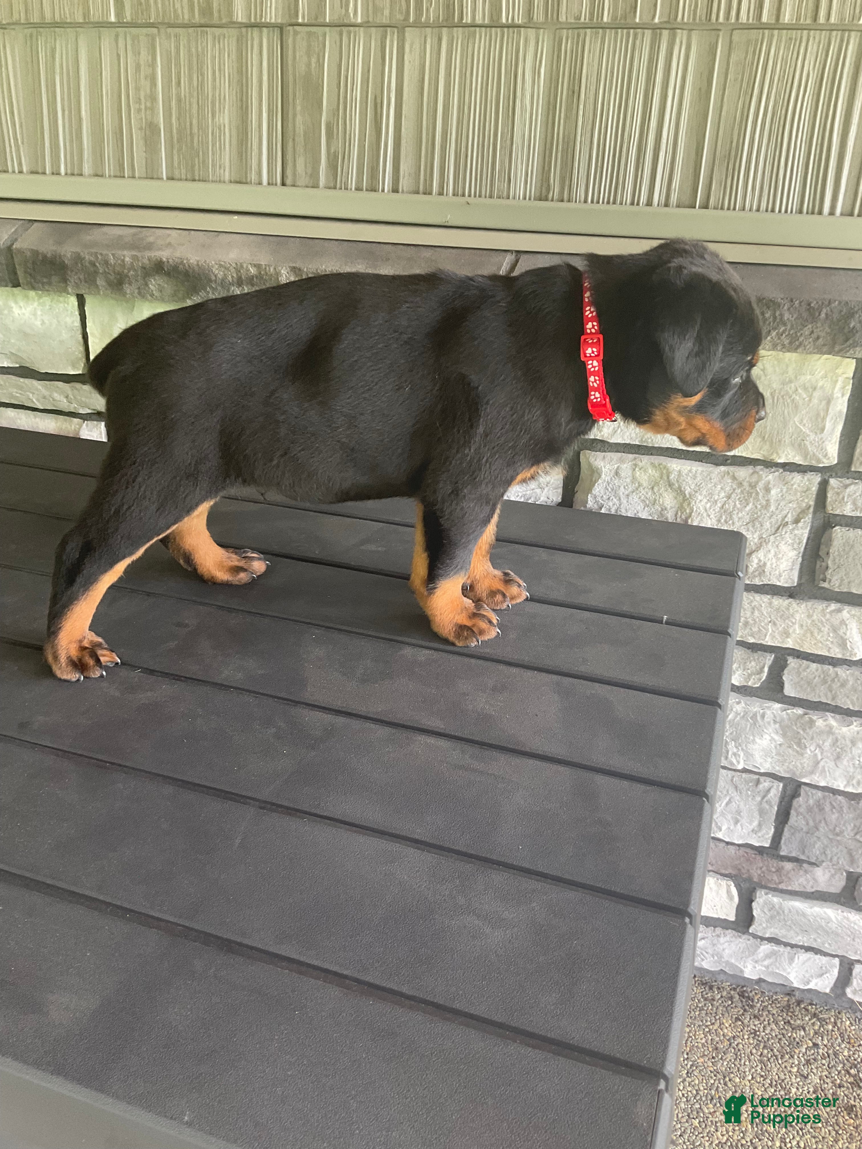 Rottweiler dogs Rottweiler 1 - Ad 1