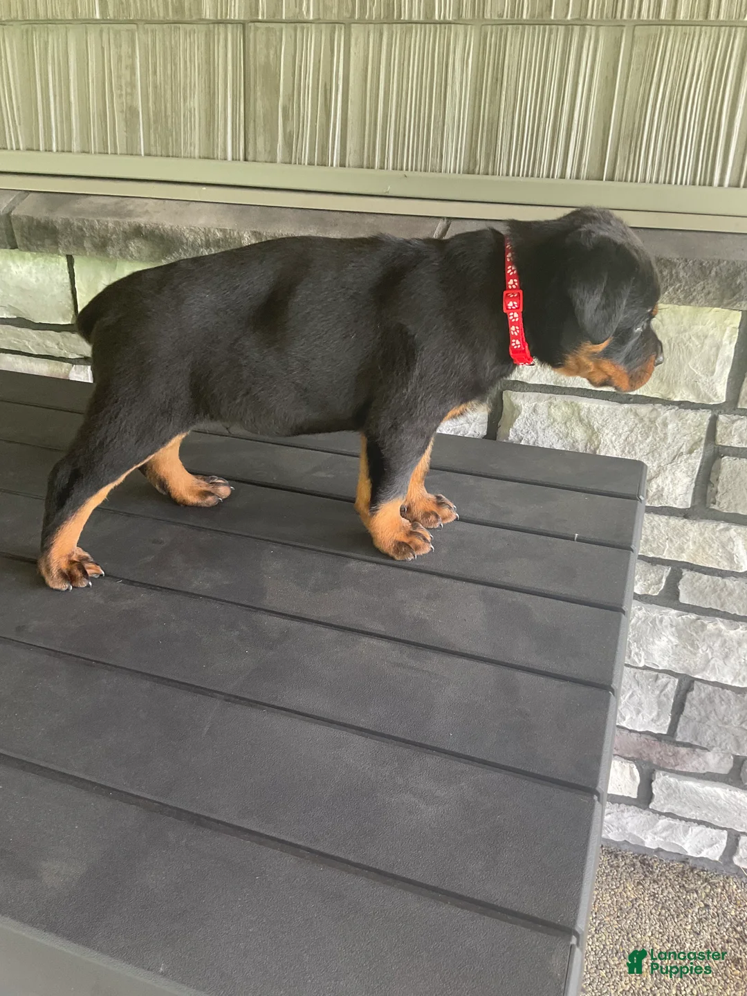Rottweiler dogs for sale: Rottweiler 1 - Ad 1