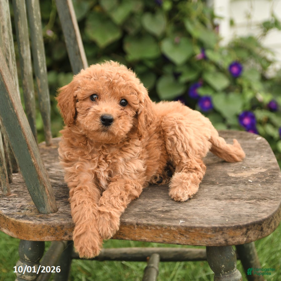 Mini Goldendoodle dogs Darcy - Ad 2
