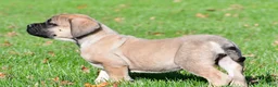 English Mastiff dogs for sale: Luna - Ad 3