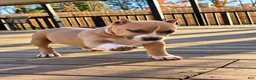 American Bully dogs for sale: 9x Kennels Björn Ironside Aka Cubb  - Ad 2