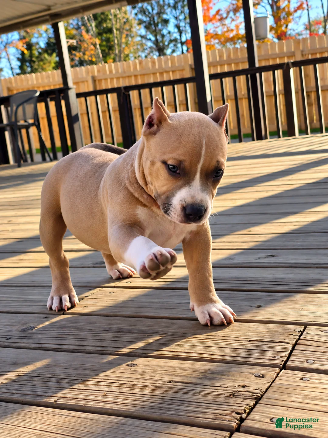 American Bully dogs for sale: 9x Kennels Björn Ironside Aka Cubb  - Ad 2