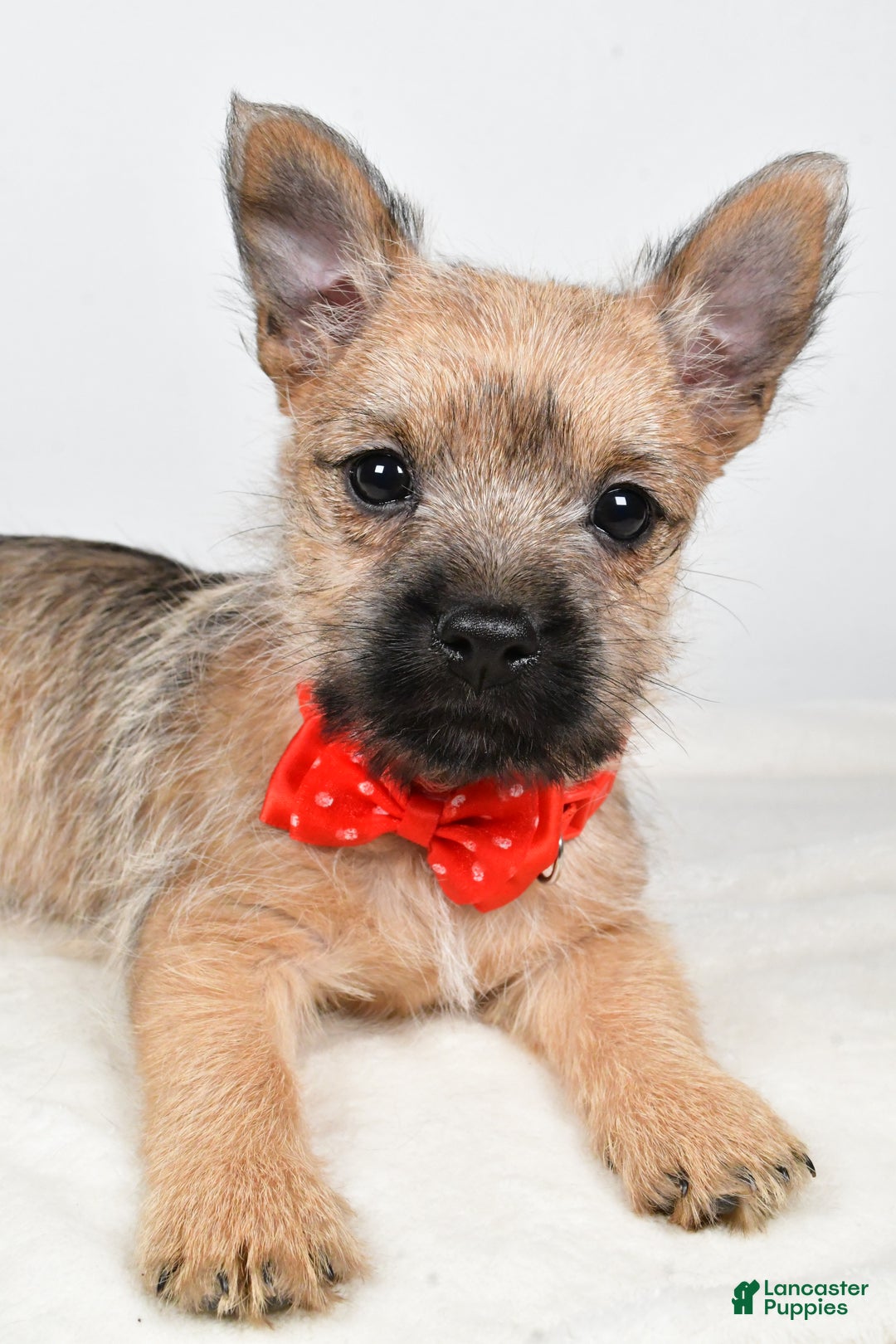Cairn Terrier dogs for sale: Tristan - Ad 5