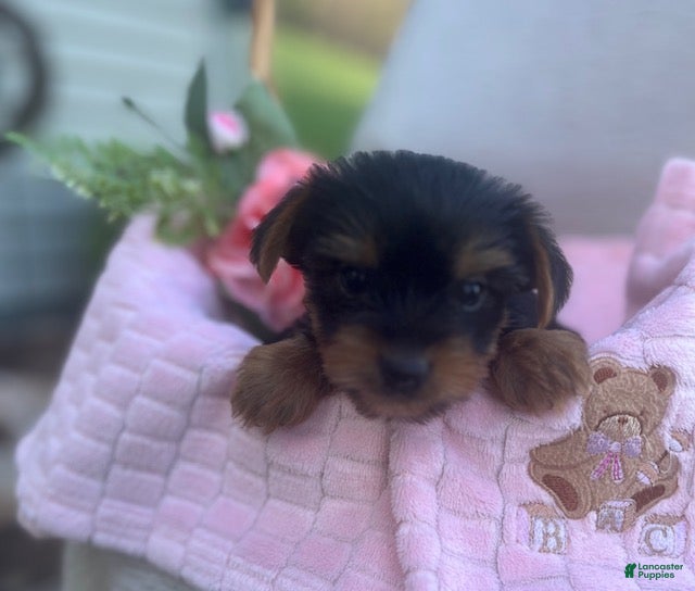 Yorkshire Terrier dogs Rhea - Ad 2