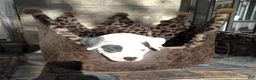 American Bully dogs for sale: "THA ROCK" WHITE WITH MERLE PATCHES - Ad 7