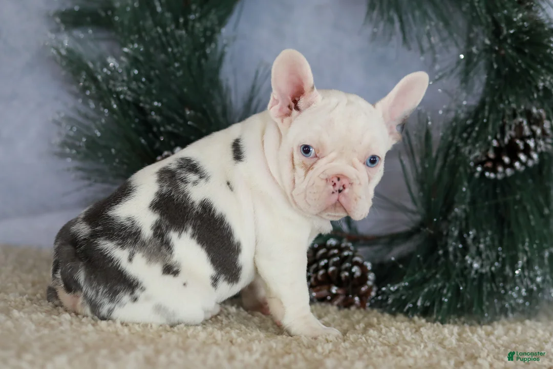French Bulldog dogs for sale: Logan - Ad 3