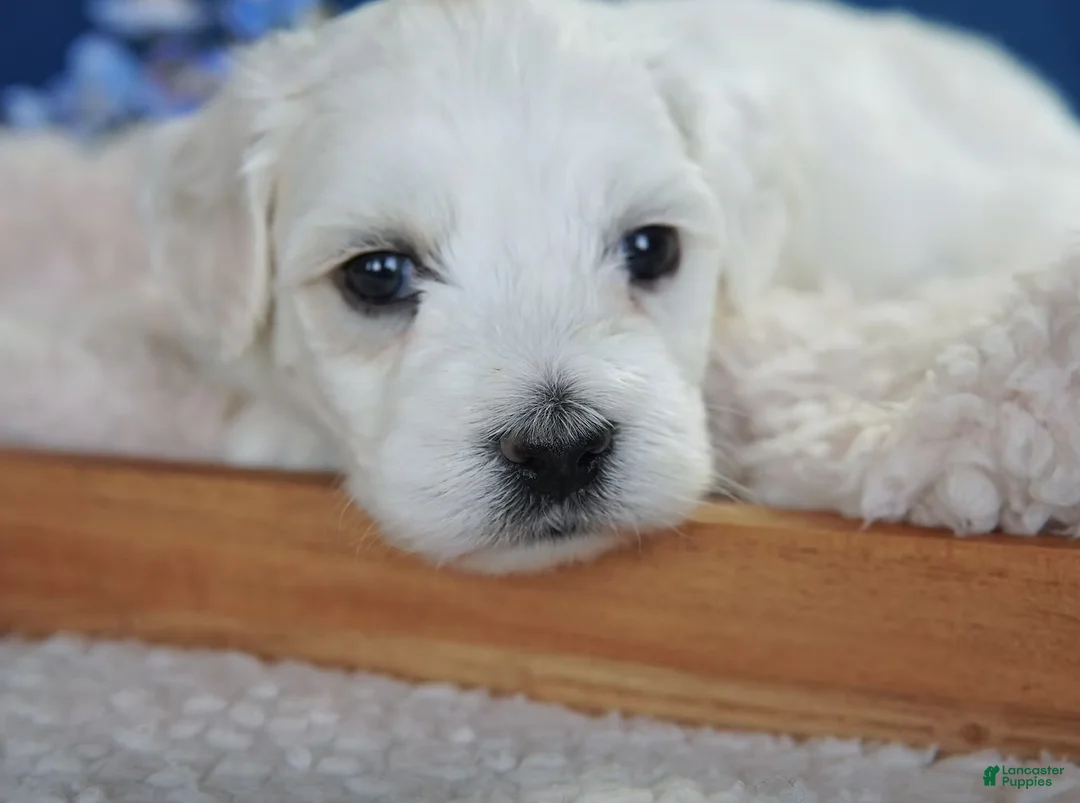 Coton De Tulear dogs for sale: Rowdy - Ad 5