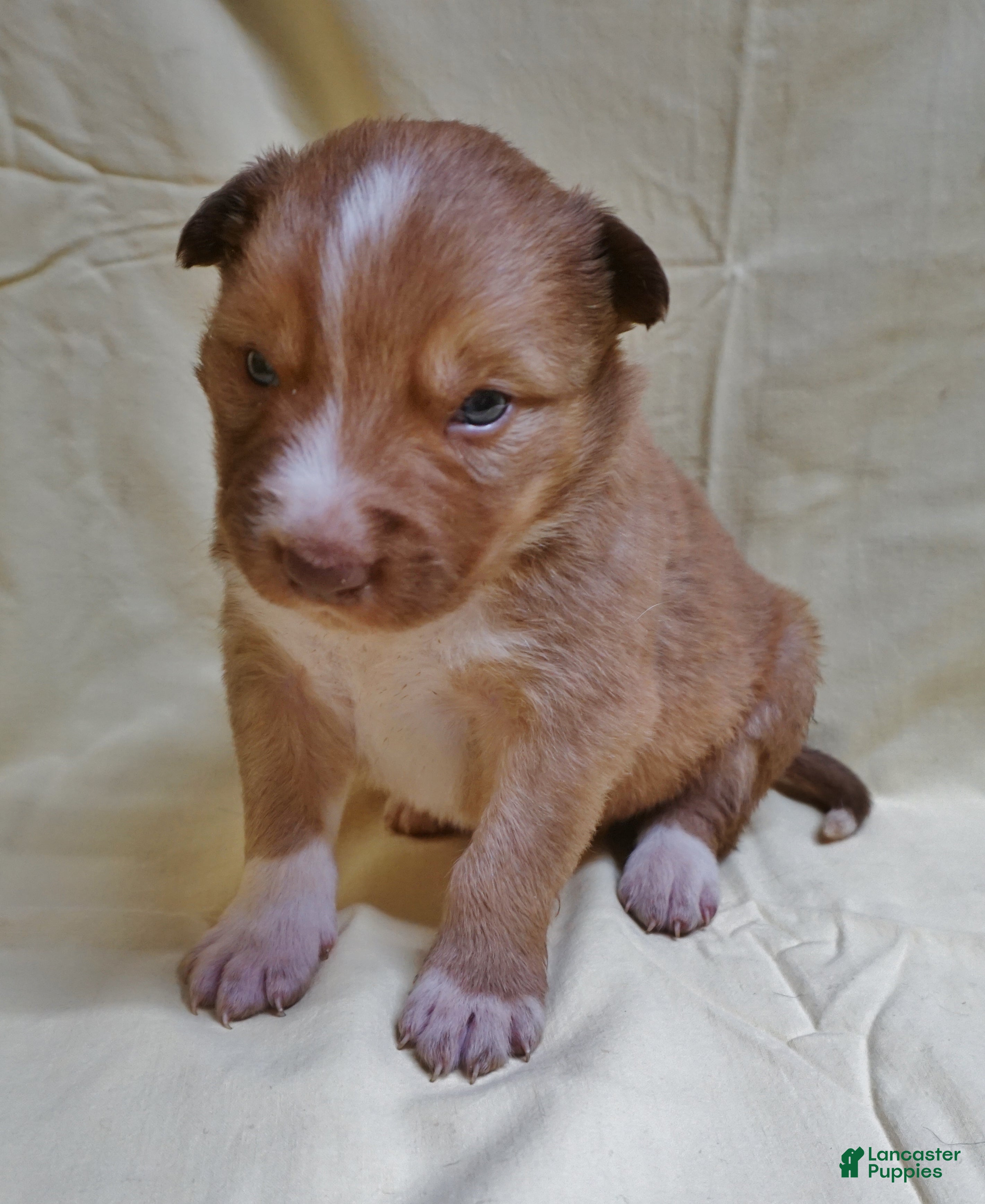 Border Collie dogs Braxton - Ad 3