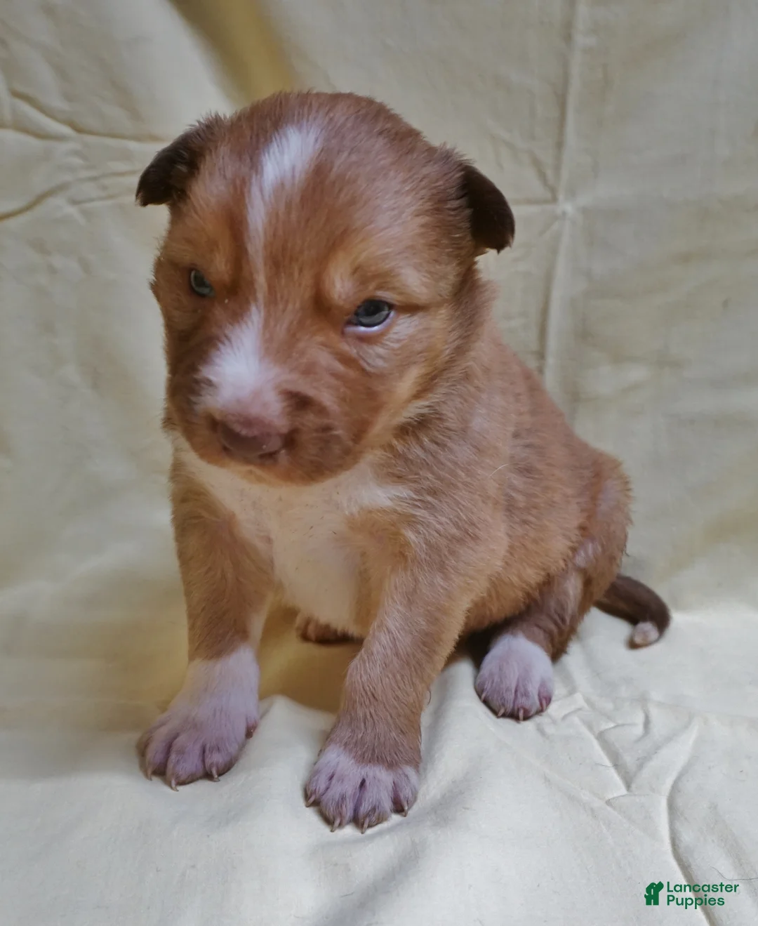 Border Collie dogs for sale: Braxton - Ad 1