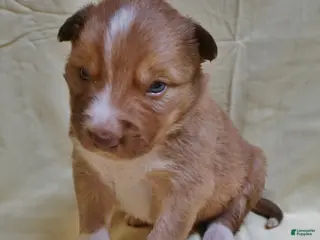 Border Collie dogs Braxton - Ad 3