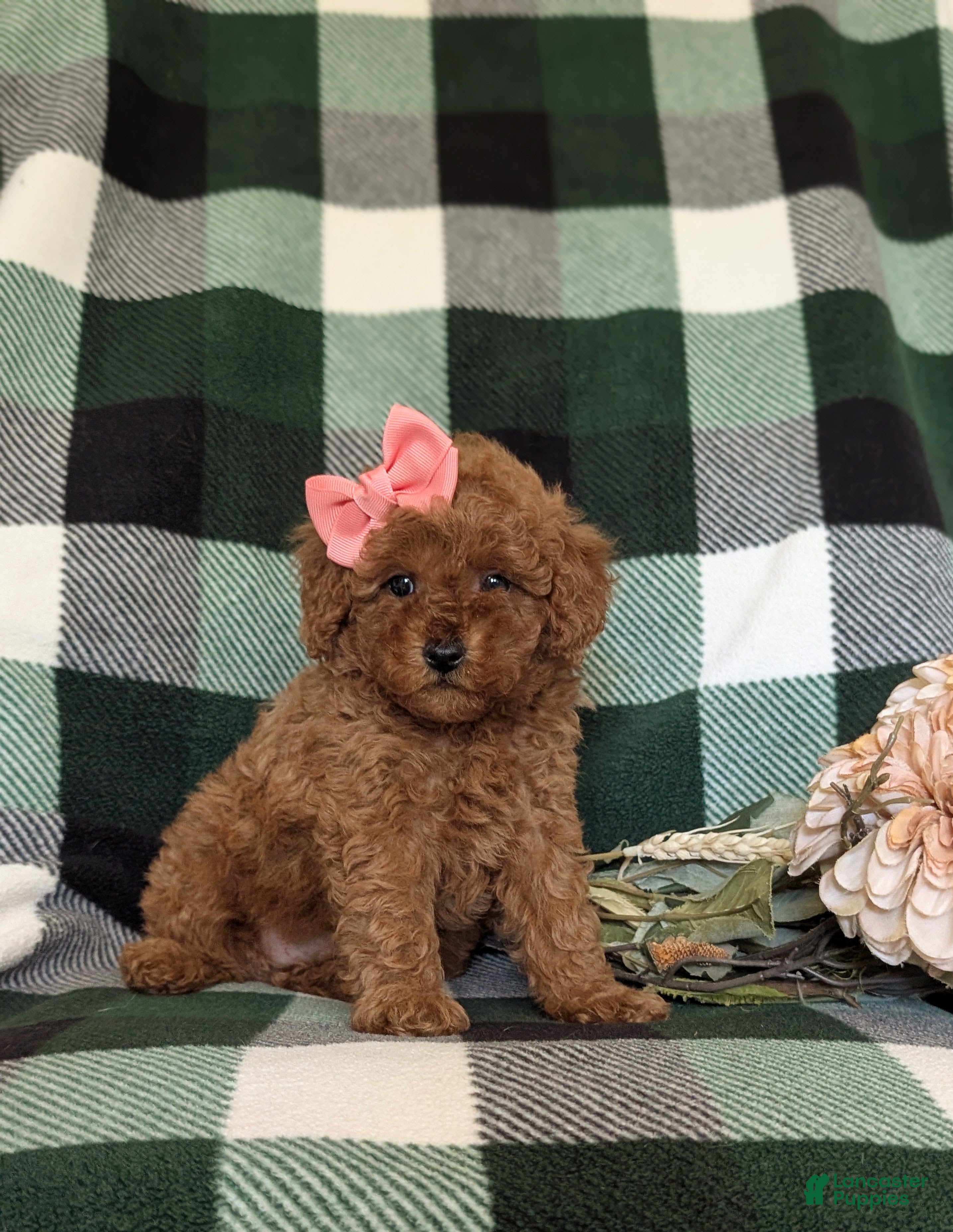 Miniature Poodle dogs for sale: Tahlulah - Ad 3