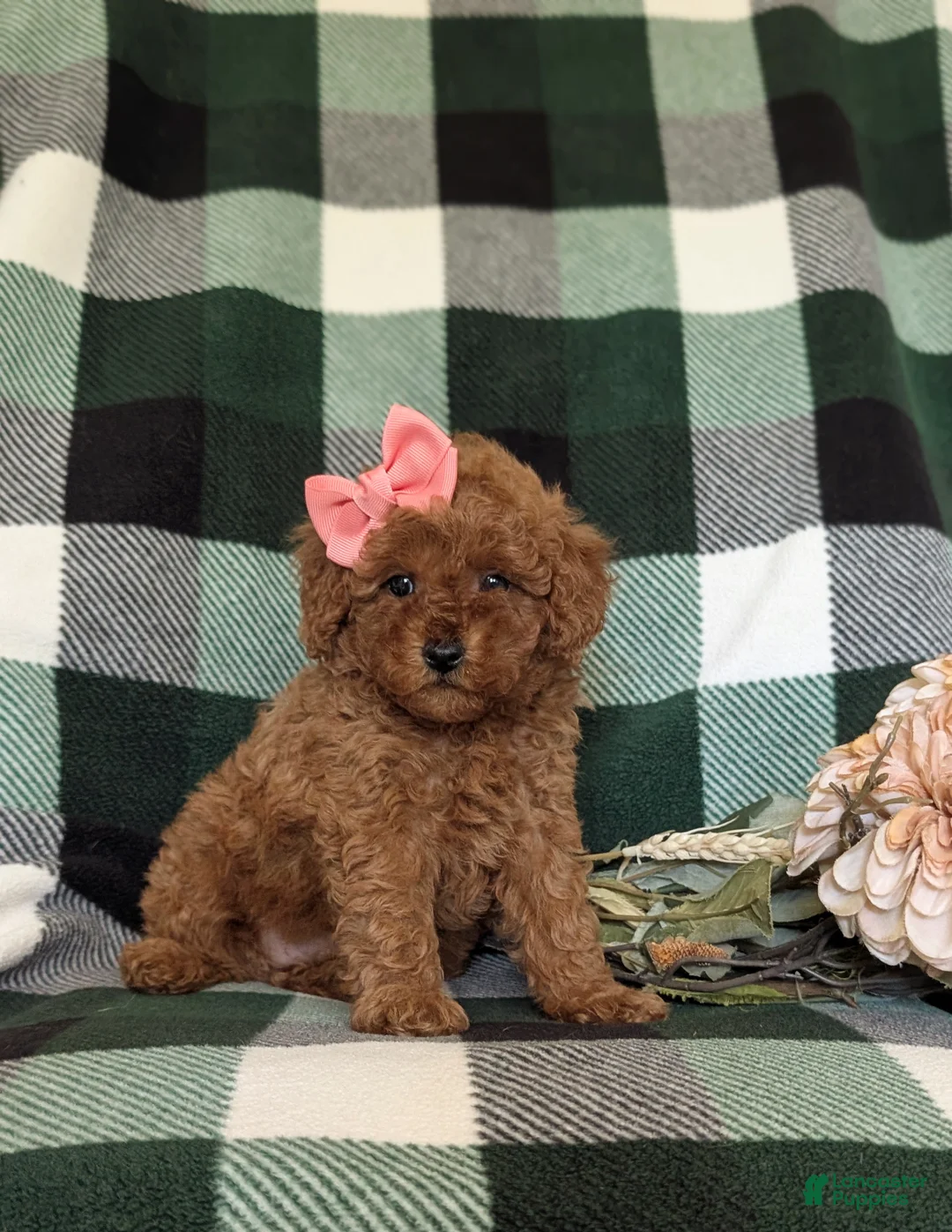 Miniature Poodle dogs for sale: Tahlulah - Ad 1