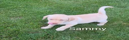 Labrador Retriever dogs for sale: Labrador Retriever Sammy - Ad 3