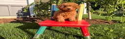 Toy Poodle dogs for sale: Jewel - Ad 3