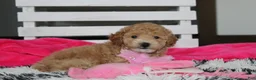 Bichpoo dogs for sale: Kallista  - Ad 8