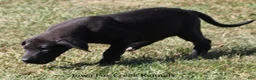 Great Dane dogs for sale: Sadie - Ad 4