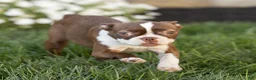 Boston Terrier dogs for sale: Cocoa Boston Terrier  - Ad 3