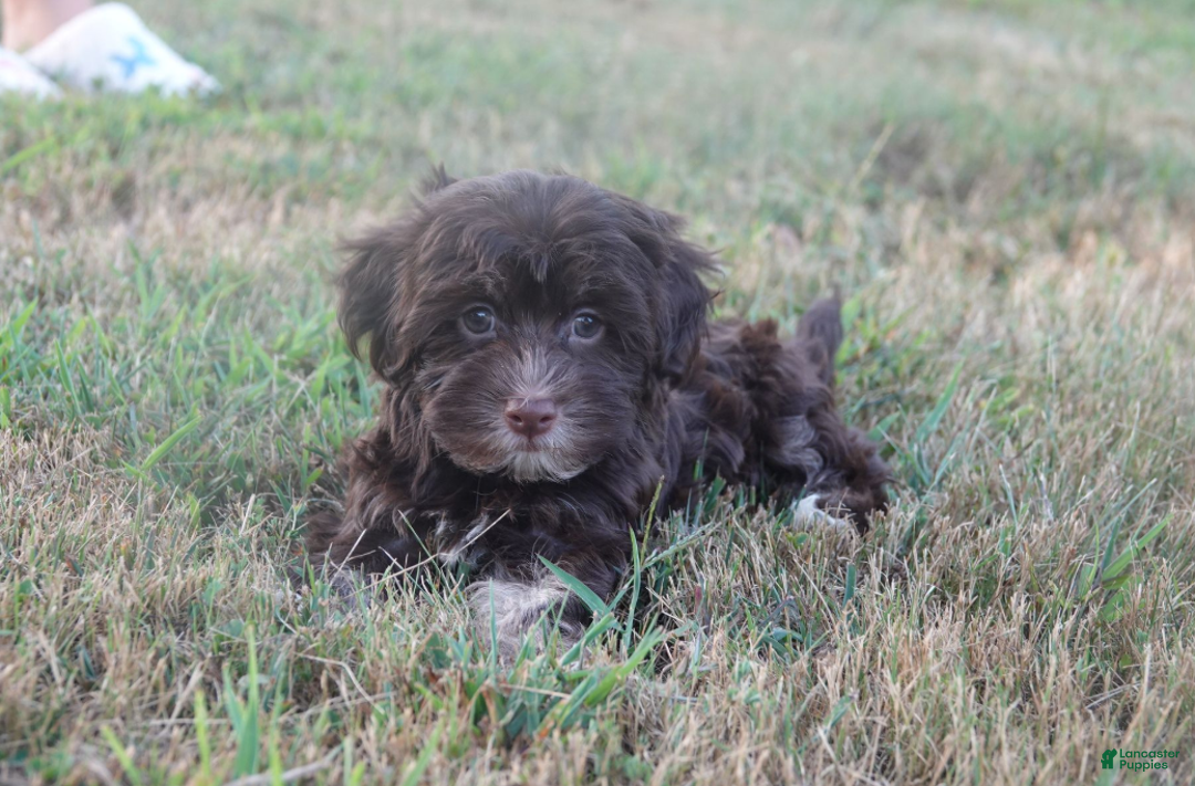 Havanese Puppies for sale in Kentucky Lancaster Puppies