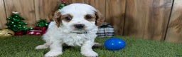 Cavapoo dogs for sale: Cavapoo Puppy 1 - Ad 10