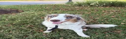 Australian Shepherd dogs for stud: Moose - Ad 1