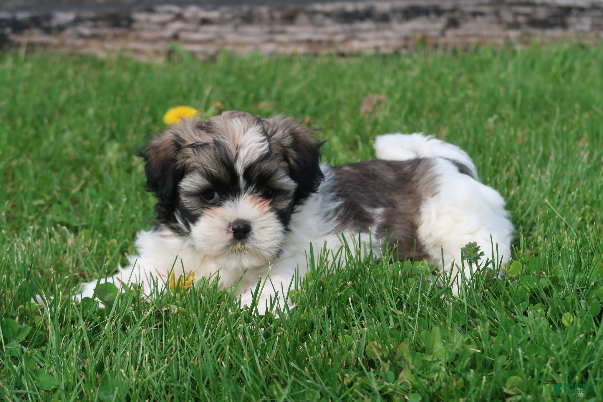 Shihpoo dogs Zola - Ad 2