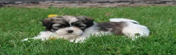 Shihpoo dogs for sale: Zola - Ad 2