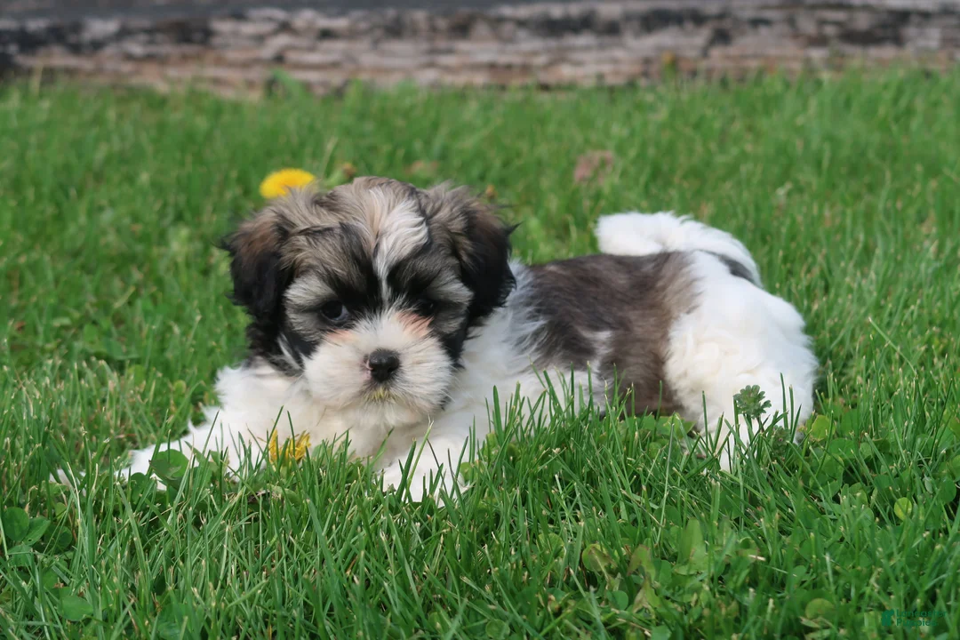 Shihpoo dogs for sale: Zola - Ad 2