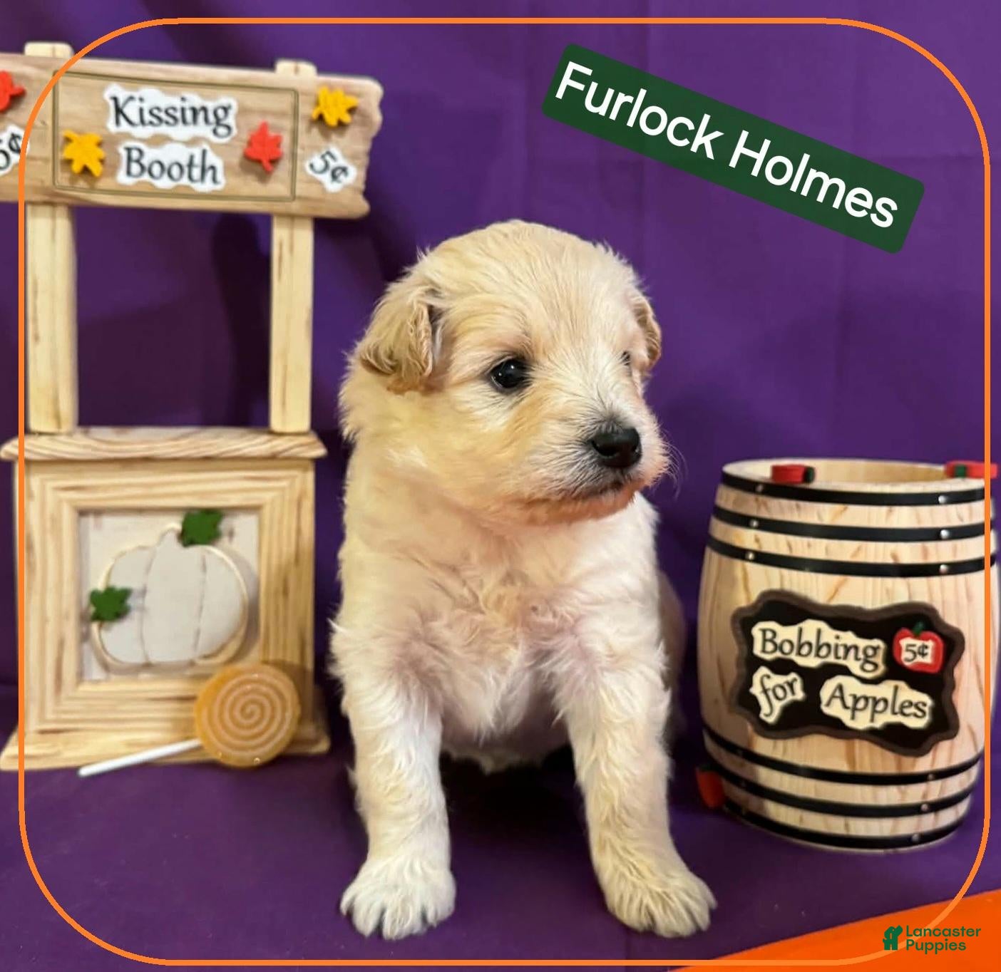 Mixed Breed dogs for sale: Samoyed - Poodle Doodle Sammypoo 2 - Ad 2