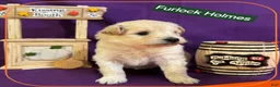 Mixed Breed dogs for sale: Samoyed - Poodle Doodle Sammypoo 2 - Ad 2