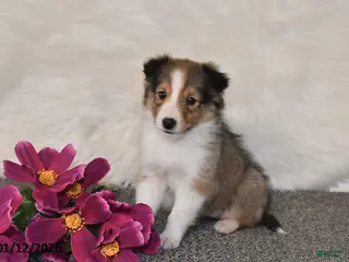 Shetland Sheepdog dogs Maggie - Ad 14