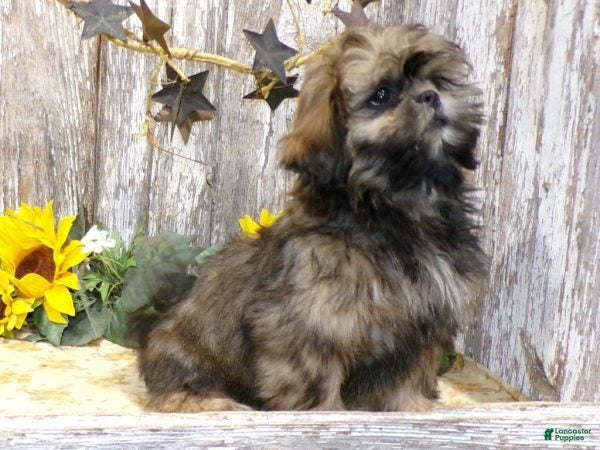 Shih Tzu dogs EDDIE - Ad 1