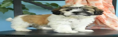 Tina