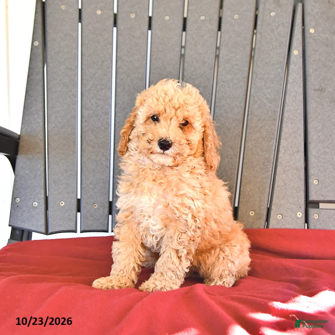 Miniature Poodle dogs for sale: Chester - Ad 1