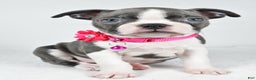 Boston Terrier dogs for sale: Wisteria - Ad 6