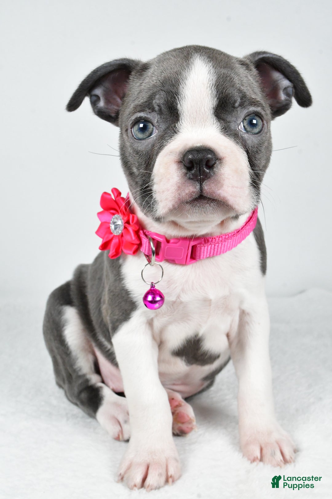 Boston Terrier dogs for sale: Wisteria - Ad 6