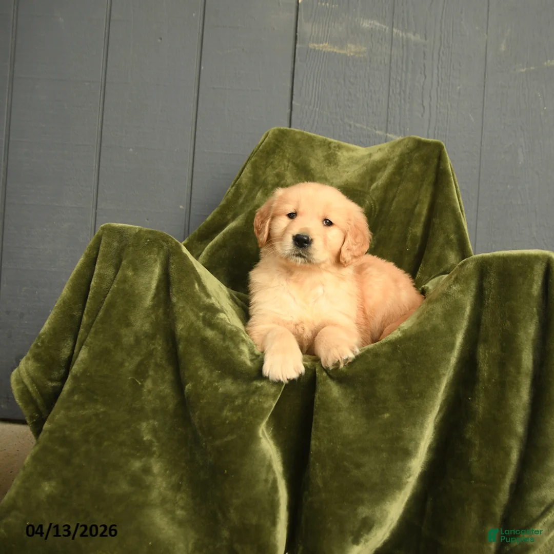 Golden Retriever dogs for sale: Wilbur - Ad 3