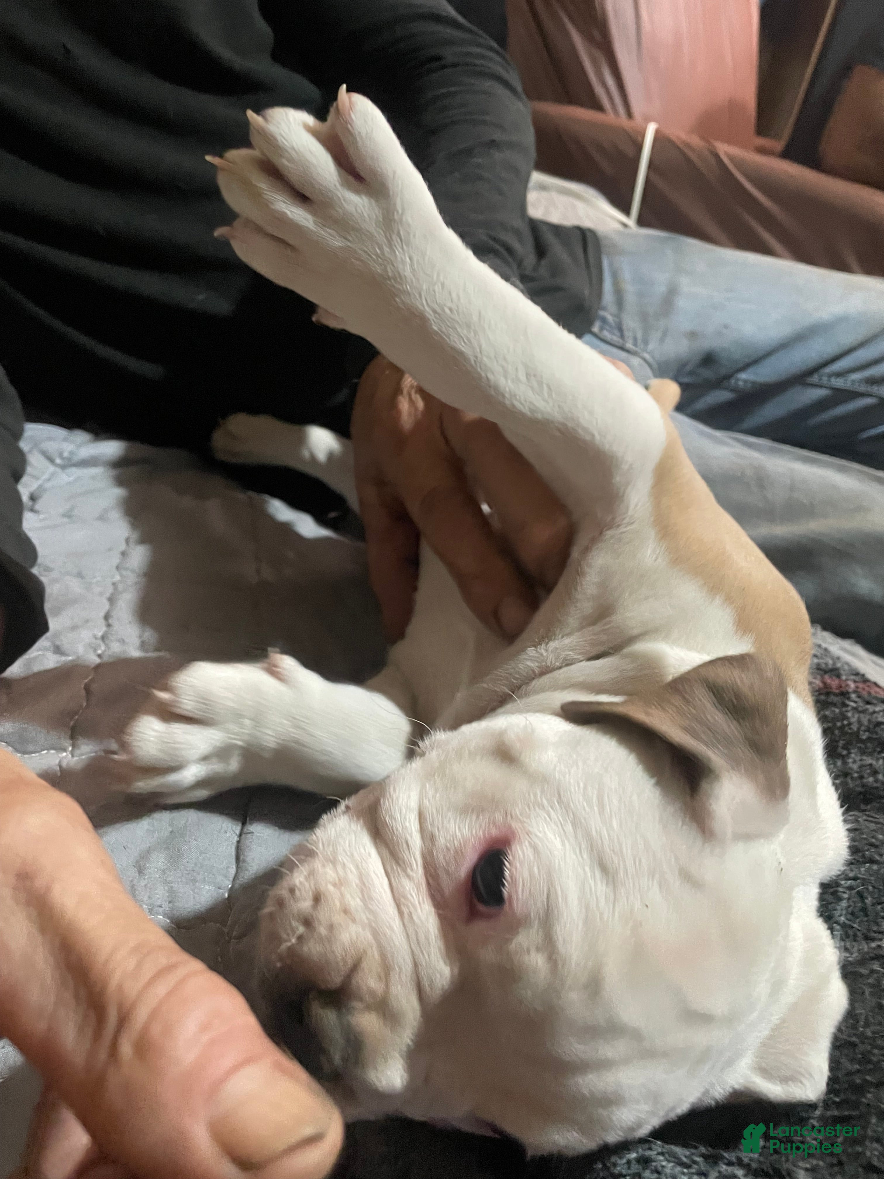 American Bully dogs Male #3 - Ad 2