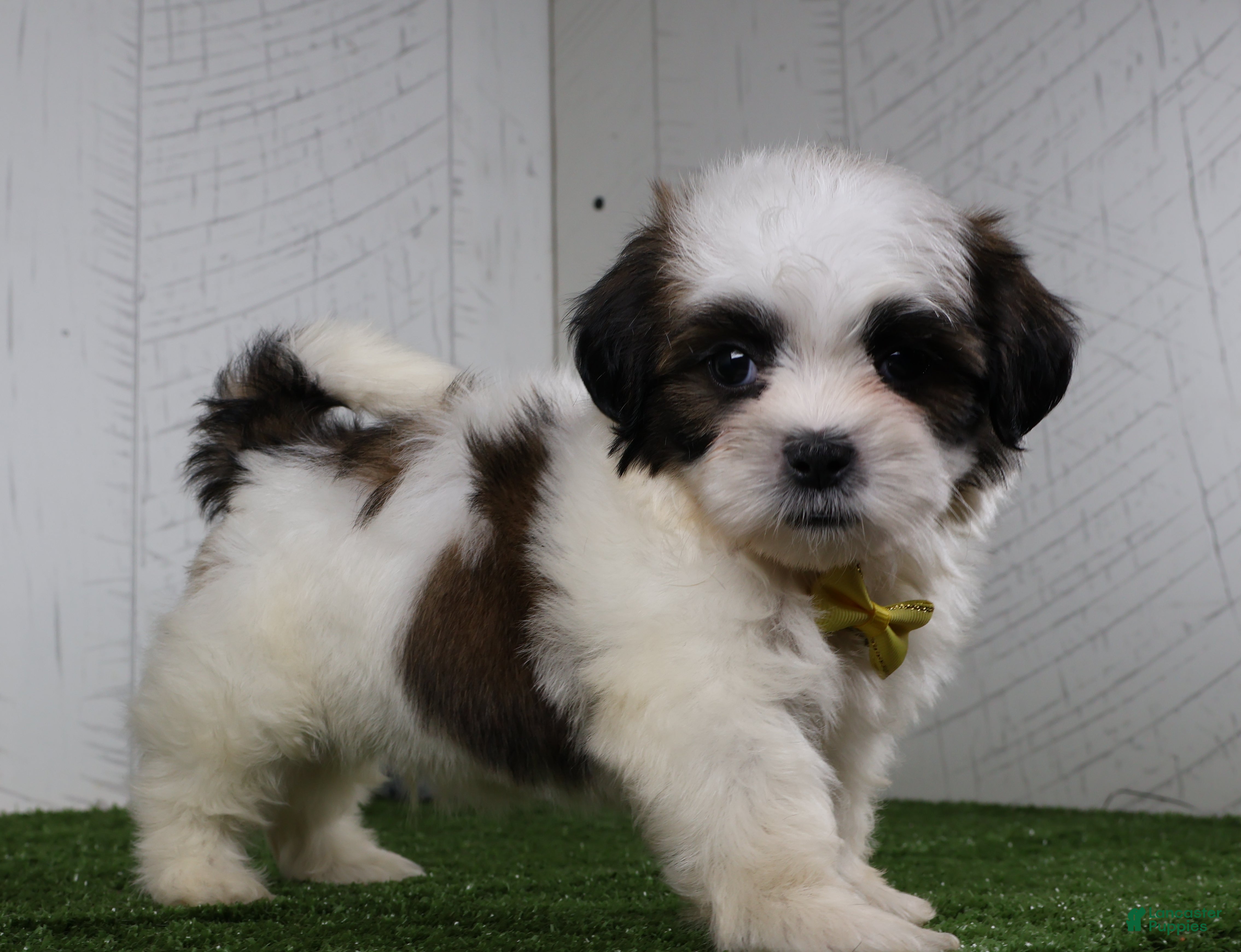 Shih Tzu dogs Justin - Ad 1