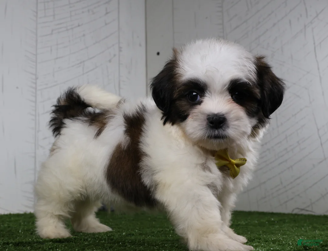 Shih Tzu dogs for sale: Justin - Ad 1