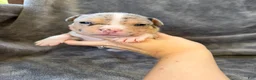 American Bully dogs for sale: Olivia  - Ad 8