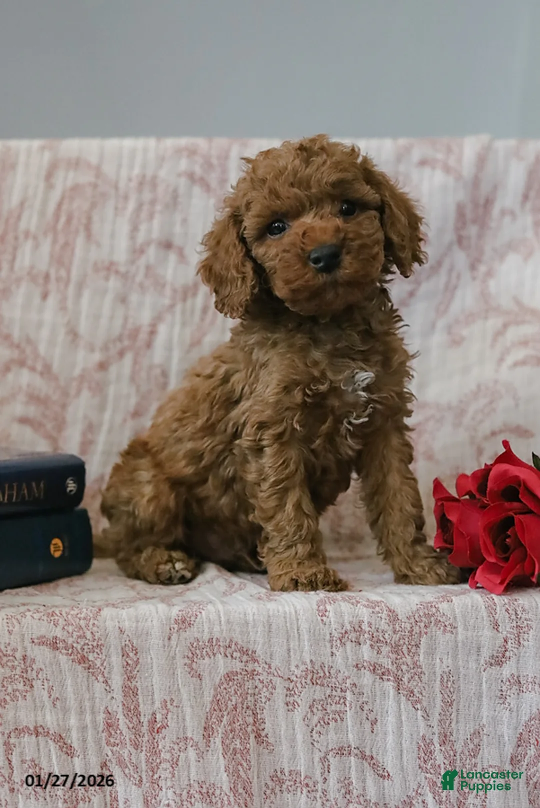 Cockapoo dogs for sale: Jason - Ad 2